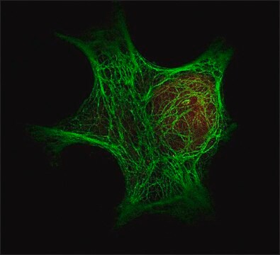 Monoclonal Anti-Keratin antibody produced in mouse clone C11, purified immunoglobulin