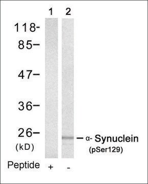 Anti-phospho-SNCA (pSer129) antibody produced in rabbit affinity isolated antibody