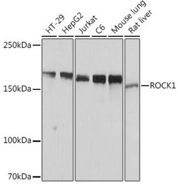 Anti-ROCK1 antibody produced in rabbit