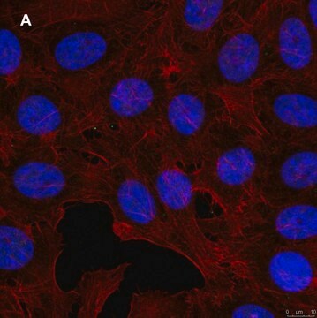 抗GST抗体 クローン5B8 ZooMAb&#174; ウサギ・モノクローナル recombinant, expressed in HEK 293 cells