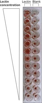 Lektin aus Triticum vulgaris (Weizen) peroxidase conjugate, lyophilized powder