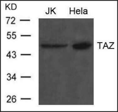 抗TAZ抗体 ウサギ宿主抗体 affinity isolated antibody