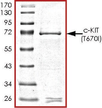 c-KIT (T670I), active, GST tagged human PRECISIO&#174;, recombinant, expressed in baculovirus infected Sf9 cells, &#8805;70% (SDS-PAGE), buffered aqueous glycerol solution