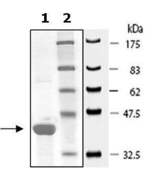 Hsp40 active human recombinant, expressed in E. coli, &#8805;90% (SDS-PAGE)