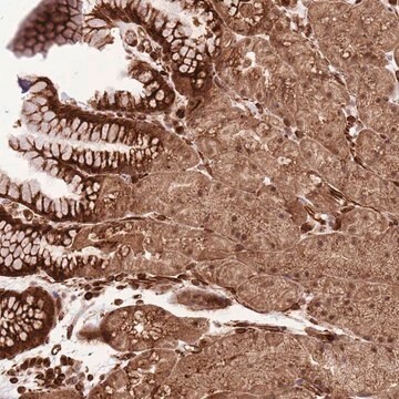 Anti-ADAMTS3 antibody produced in rabbit Prestige Antibodies&#174; Powered by Atlas Antibodies, affinity isolated antibody, buffered aqueous glycerol solution