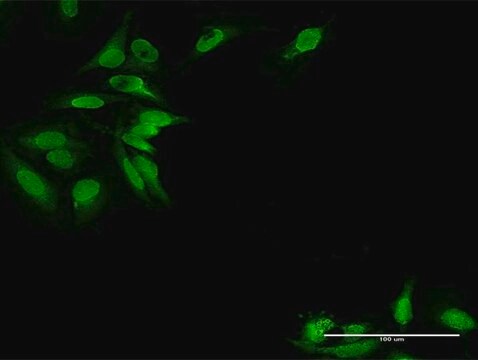 Anti-EPB41L2 antibody produced in rabbit purified immunoglobulin, buffered aqueous solution