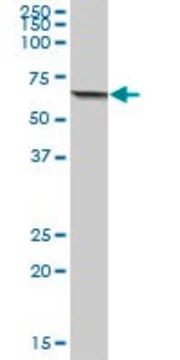 Anti-ACSM3 antibody produced in mouse IgG fraction of antiserum, buffered aqueous solution