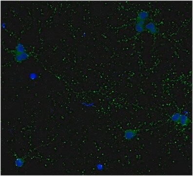 Anti-GAD67-Antikörper, Klon&nbsp;1G10.2, Biotin-Konjugat clone 1G10.2, from mouse, biotin conjugate