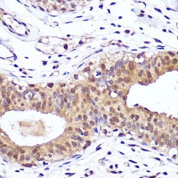 Anti- PTEN antibody produced in rabbit