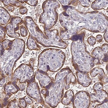 Anti-CTHRC1 antibody produced in rabbit Prestige Antibodies&#174; Powered by Atlas Antibodies, affinity isolated antibody, buffered aqueous glycerol solution