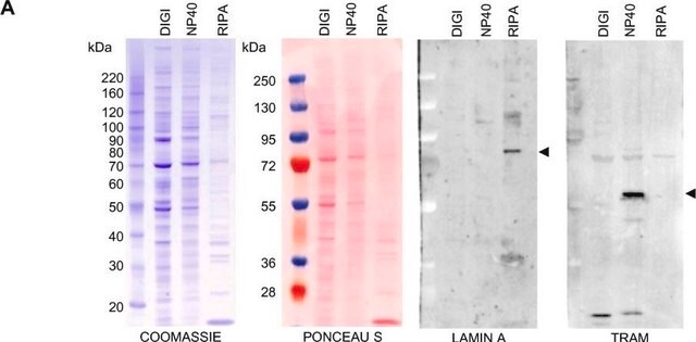 抗ラミンA (C-末端) ウサギ宿主抗体 ~1&#160;mg/mL, affinity isolated antibody, buffered aqueous solution