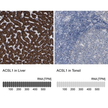 Anti-ACSL1 antibody produced in rabbit Prestige Antibodies&#174; Powered by Atlas Antibodies, affinity isolated antibody, buffered aqueous glycerol solution