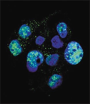 ANTI-PHOSPHO-ENOS(S1177) antibody produced in rabbit affinity isolated antibody, buffered aqueous solution