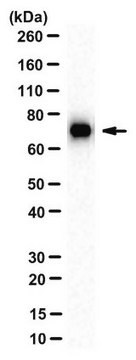 Anti-Itk Antibody, clone 2F12 clone 2F12, from mouse