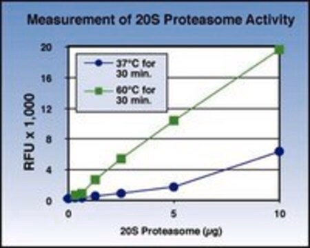 20S Proteasome Activity Assay