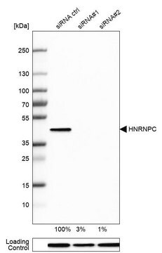 抗HNRNPC抗体 ウサギ宿主抗体 Prestige Antibodies&#174; Powered by Atlas Antibodies, affinity isolated antibody, buffered aqueous glycerol solution