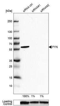 Anti-FYN antibody produced in rabbit Prestige Antibodies&#174; Powered by Atlas Antibodies, affinity isolated antibody, buffered aqueous glycerol solution