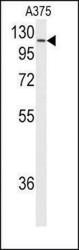 Anti-HSPH1 (C-term) antibody produced in rabbit saturated ammonium sulfate (SAS) precipitated, buffered aqueous solution