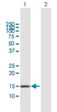 Anti-DNAJC15 antibody produced in mouse purified immunoglobulin, buffered aqueous solution