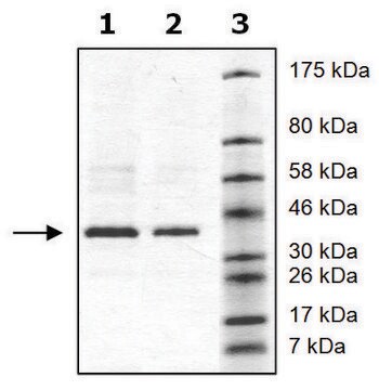 Tyk2 active human recombinant, expressed in baculovirus infected Sf9 cells, &#8805;90% (SDS-PAGE)