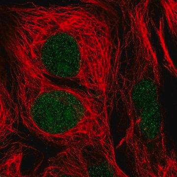 Anti-GTF2E1 antibody produced in rabbit Prestige Antibodies&#174; Powered by Atlas Antibodies, affinity isolated antibody