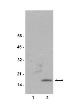 Anticorps anti-phospho-histone H2A.X (Ser139), clone&nbsp;JBW301, conjugué à la biotine clone JBW301, Upstate&#174;, from mouse