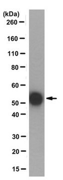 Anticorps anti-tubuline monoglycylée, clone&nbsp;TAP&nbsp;952 clone TAP 952, from mouse