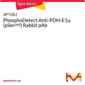 PhosphoDetect Anti-PDH-E1α (pSer²⁹³) Rabbit pAb