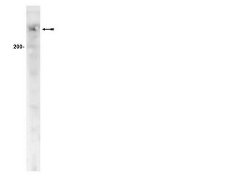 Przeciwciało ATM/Chk2 Pathway Explorer MiniPack Upstate&#174;, from mouse, unconjugated