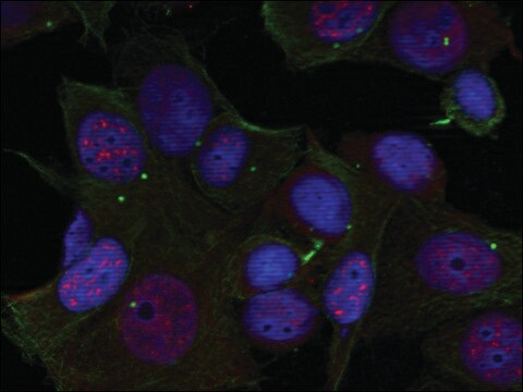 Anti-phospho-REL (pSer503) antibody produced in rabbit affinity isolated antibody