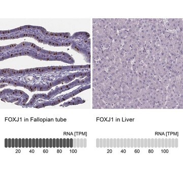 抗-FOXJ1 兔抗 Prestige Antibodies&#174; Powered by Atlas Antibodies, affinity isolated antibody, buffered aqueous glycerol solution