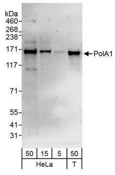 Rabbit anti-PolA1 Antibody, Affinity Purified Powered by Bethyl Laboratories, Inc.