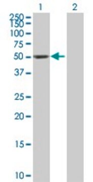 抗DDC抗体 マウス宿主抗体 purified immunoglobulin, buffered aqueous solution