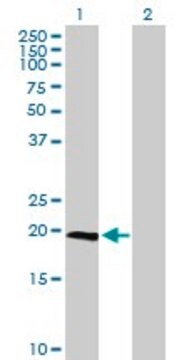 抗IL23A抗体 マウス宿主抗体 purified immunoglobulin, buffered aqueous solution