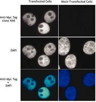 Anticorpo anti-tag Myc, clone 4A6 clone 4A6, Upstate&#174;, from mouse