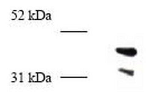 Anty-PCNA (247-261) (Ab-5) Królicze pAb liquid, Calbiochem&#174;