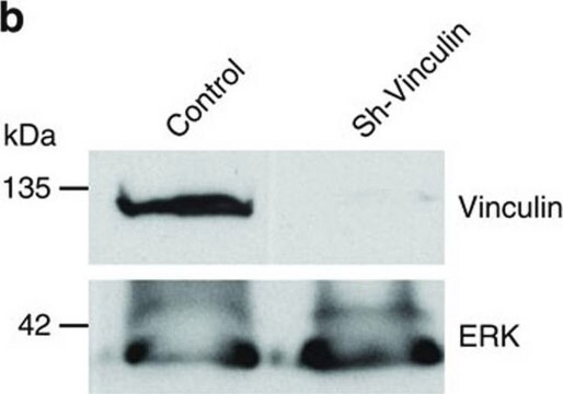 モノクロナール抗ビンキュリン マウス宿主抗体 clone VIN-11-5, ascites fluid