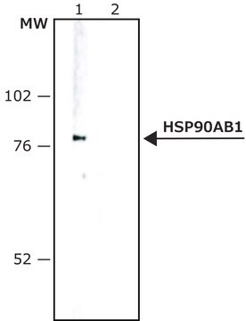 Monoclonal Anti-Heat Shock Protein 90 antibody produced in mouse clone AC-16, ascites fluid