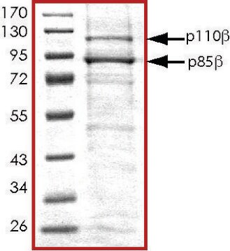 PI3K (p110-&#946;/p85-&#946;), active, His tagged human PRECISIO&#174;, recombinant, expressed in baculovirus infected Sf9 cells, &#8805;70% (SDS-PAGE), buffered aqueous glycerol solution