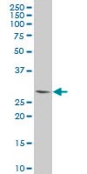 Monoclonal Anti-PLSCR3 antibody produced in mouse clone 2C8, purified immunoglobulin, buffered aqueous solution