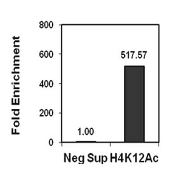 Anti-acetyl-Histone H4 (Lys12) Antibody, Trial Size, rabbit monoclonal culture supernatant, Chemicon&#174;