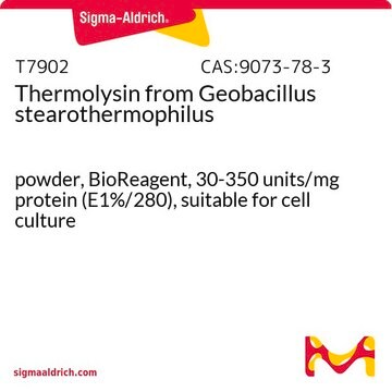 サーモリシン from Geobacillus stearothermophilus powder, BioReagent, 30-350&#160;units/mg protein (E1%/280), suitable for cell culture