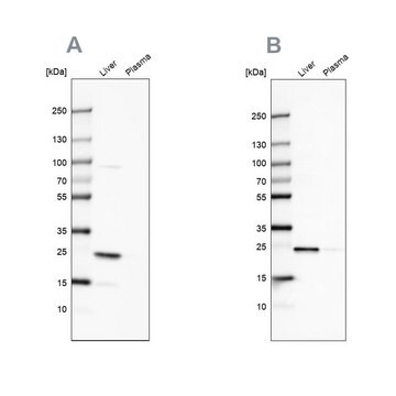 Anti-CRP antibody produced in rabbit Prestige Antibodies&#174; Powered by Atlas Antibodies, affinity isolated antibody, buffered aqueous glycerol solution, Ab1