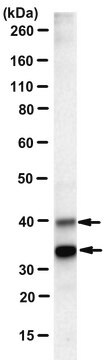 Anti-Syntaxin 5 Antibody purified antibody, clone 1G11, from mouse