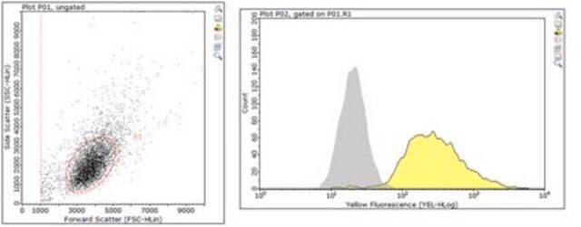 Anti-alpha-Actin Antibody, Cardiac Muscle Antibody, clone 22D3 clone 22D3, from mouse