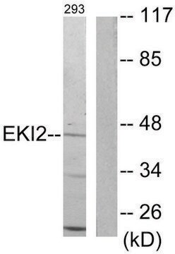 Anti-EKI2 antibody produced in rabbit affinity isolated antibody