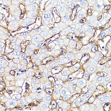 Przeciwciało anty-Integryna-β1/CD29, klon 4Y8I10, królicze monoklonalne