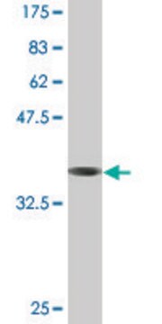 Monoclonal Anti-TUFT1 antibody produced in mouse clone 2C10, purified immunoglobulin, buffered aqueous solution