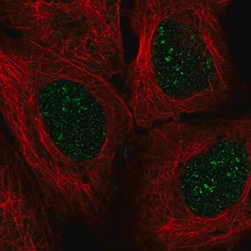 Anti-EN2 antibody produced in rabbit Prestige Antibodies&#174; Powered by Atlas Antibodies, affinity isolated antibody