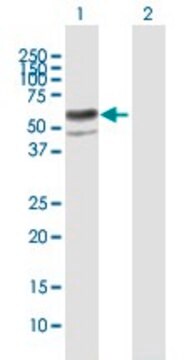 Anti-ENTPD8 antibody produced in mouse IgG fraction of antiserum, buffered aqueous solution